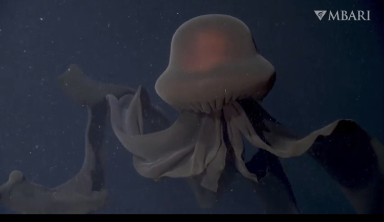 【画像】深海1000mにてカッコよすぎる生き物が発見されるwywywywywy\n_1