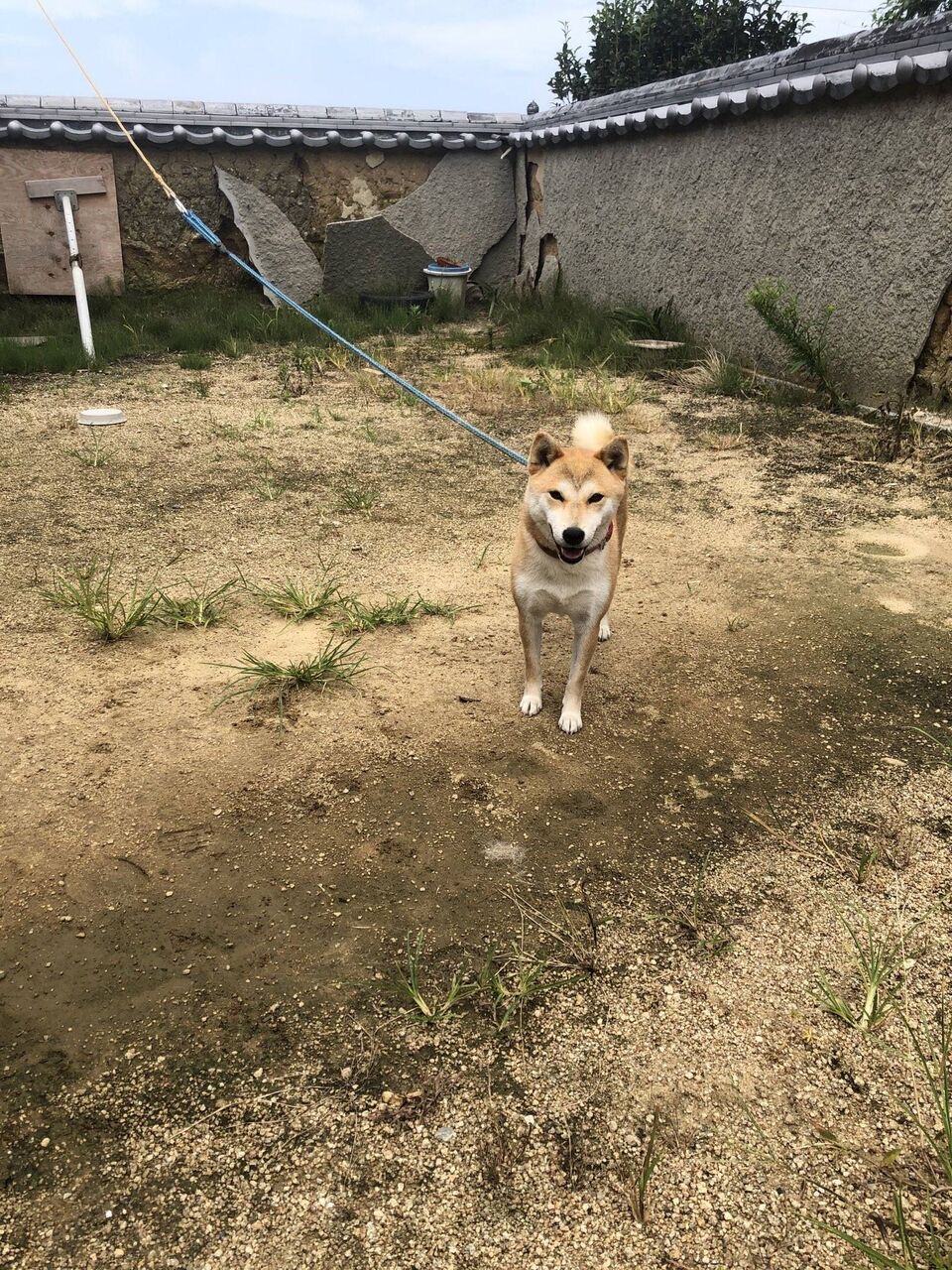 イッヌ「落ち葉やんけ！飛び込んだろ！！！！」\n_1