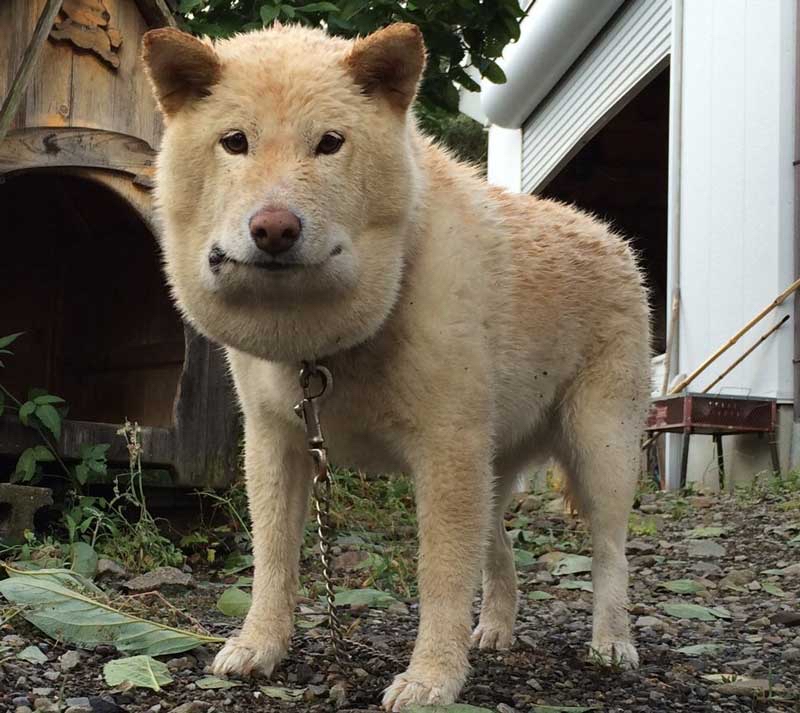 イッヌ「落ち葉やんけ！飛び込んだろ！！！！」\n_1