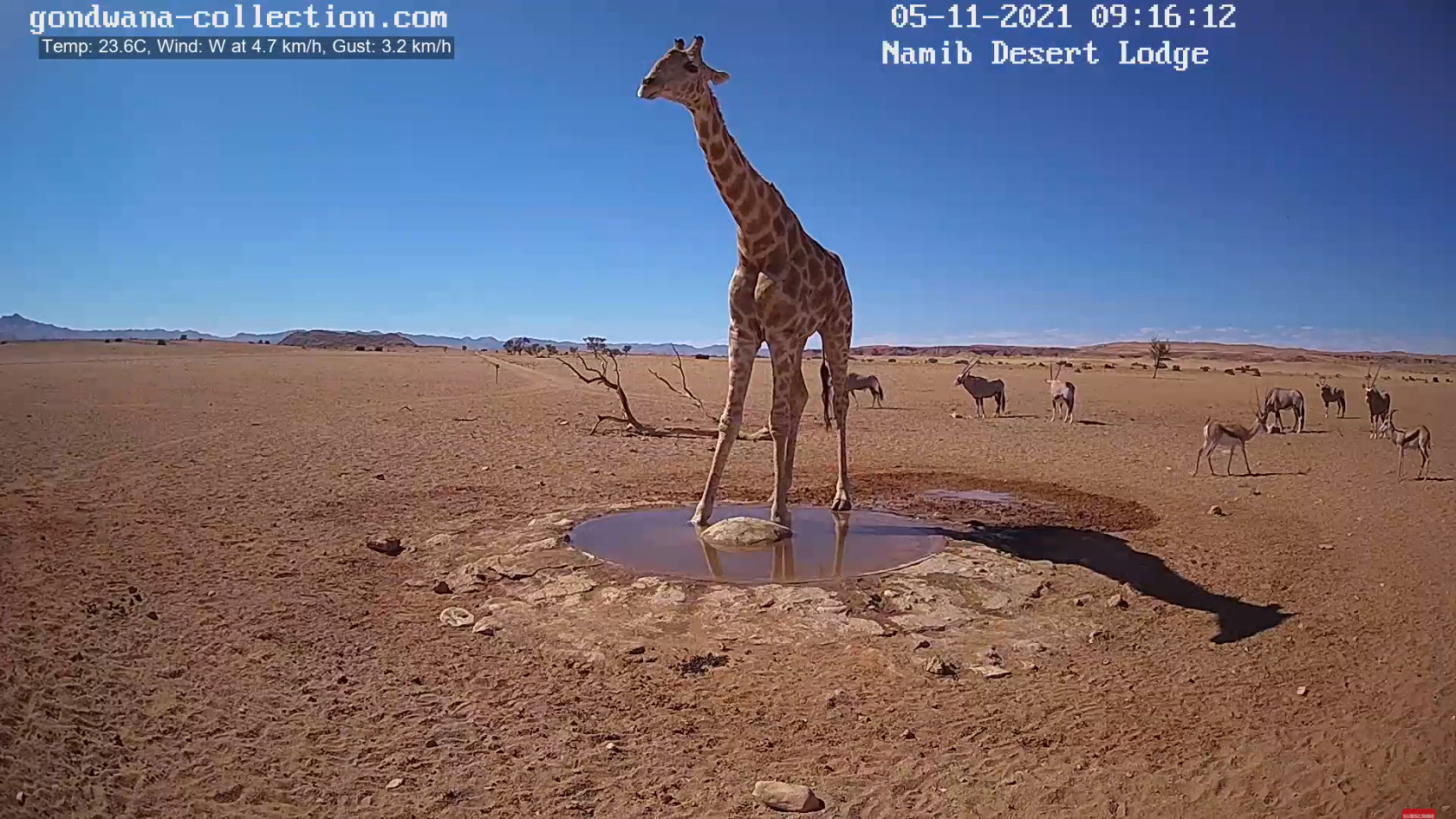 【動画】ナミブ砂漠に設置された人工水飲み場を見守るライブカメラ配信が癒されるとひそかに話題に\n_1