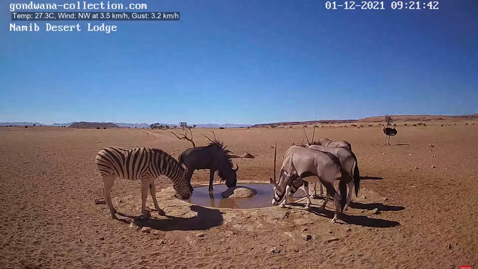 【動画】ナミブ砂漠に設置された人工水飲み場を見守るライブカメラ配信が癒されるとひそかに話題に\n_1