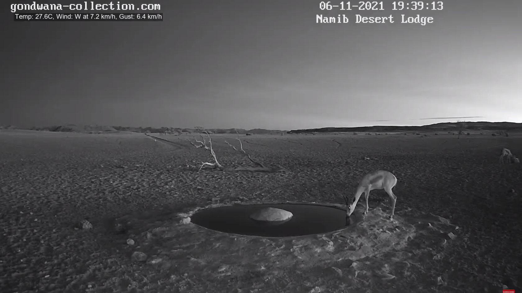 【動画】ナミブ砂漠に設置された人工水飲み場を見守るライブカメラ配信が癒されるとひそかに話題に\n_2