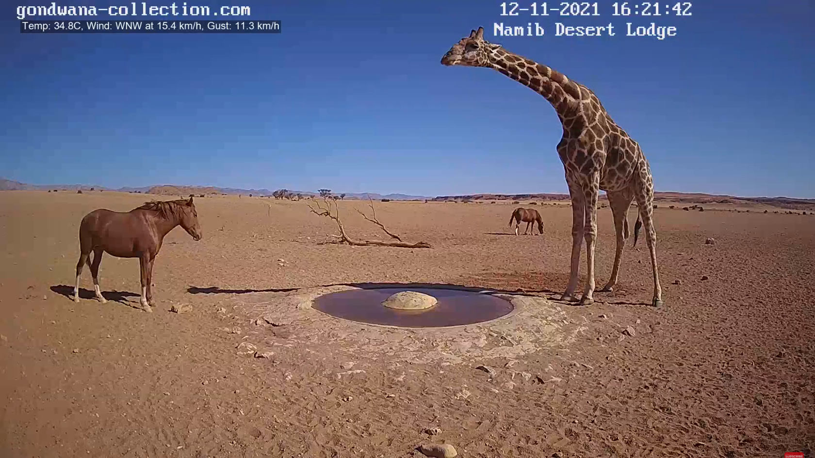 【動画】ナミブ砂漠に設置された人工水飲み場を見守るライブカメラ配信が癒されるとひそかに話題に\n_3