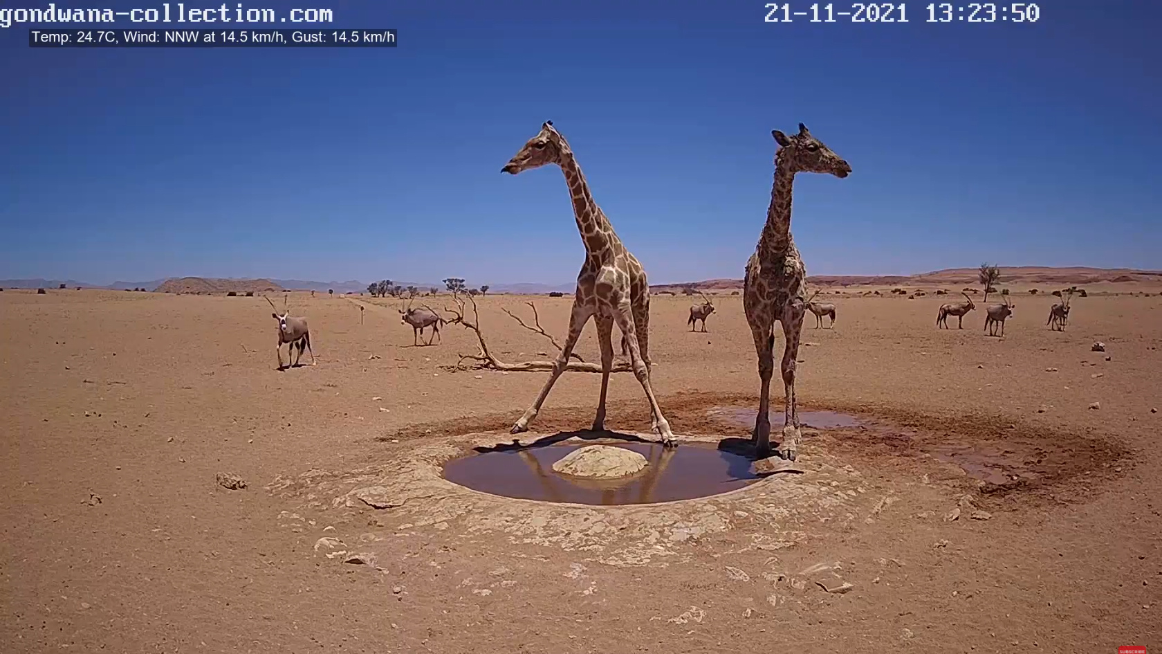 【動画】ナミブ砂漠に設置された人工水飲み場を見守るライブカメラ配信が癒されるとひそかに話題に\n_5