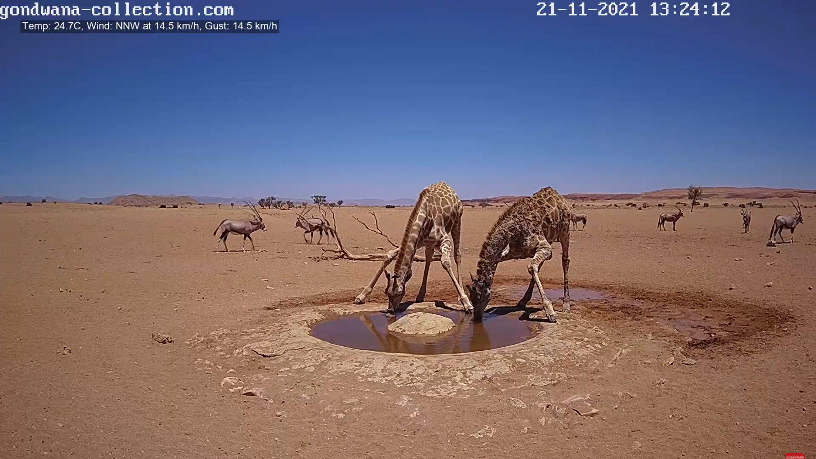 【動画】ナミブ砂漠に設置された人工水飲み場を見守るライブカメラ配信が癒されるとひそかに話題に\n_6