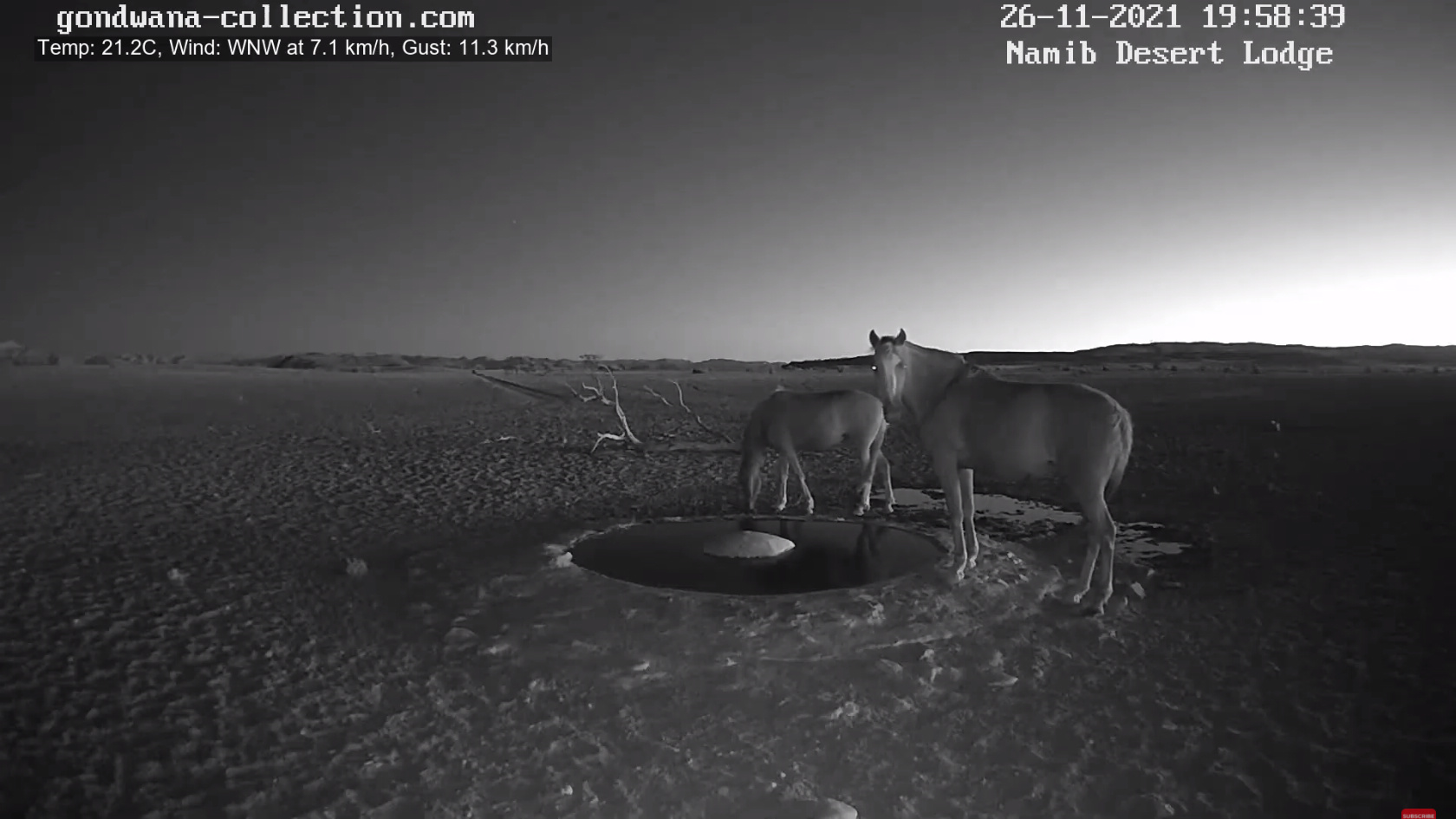 【動画】ナミブ砂漠に設置された人工水飲み場を見守るライブカメラ配信が癒されるとひそかに話題に\n_7