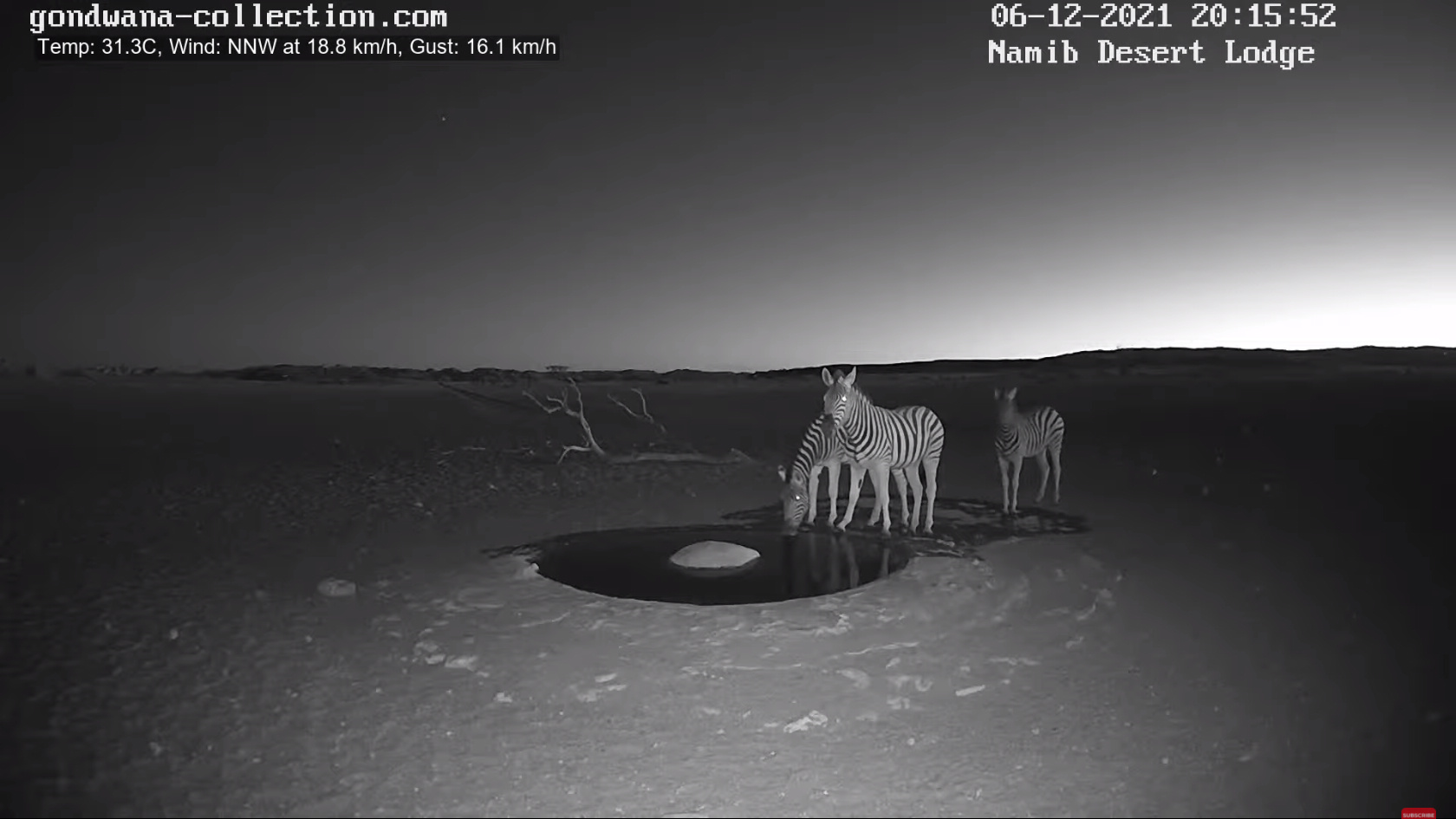 【動画】ナミブ砂漠に設置された人工水飲み場を見守るライブカメラ配信が癒されるとひそかに話題に\n_8