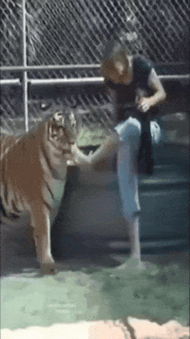 【悲報】那須サファリパークで女性飼育員が虎に襲われ右手首を失う…\n_1