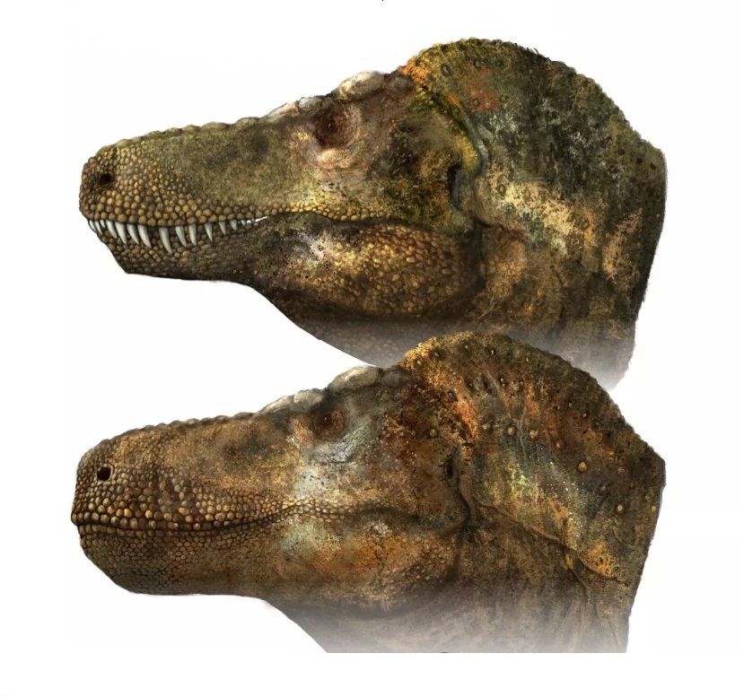 【悲報】ティラノサウルス、また弱体化される\n_1