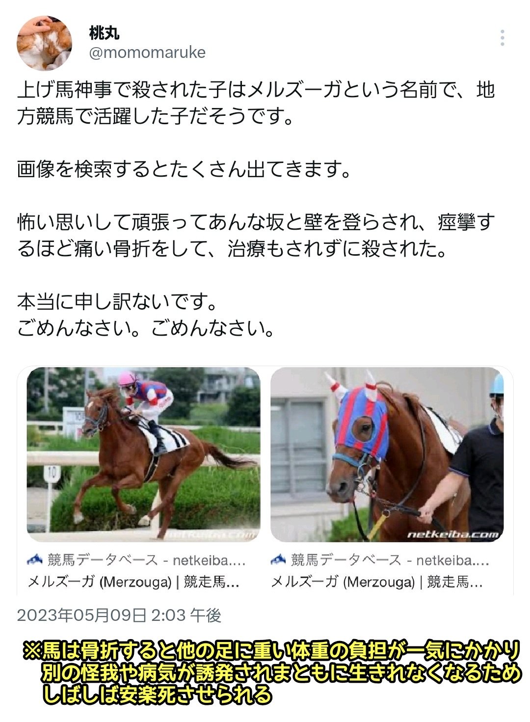 日本伝統の上げ馬神事で馬が骨折してしまい安楽○へ…案の定Twitterで大炎上競馬は許されるのに？\n_1